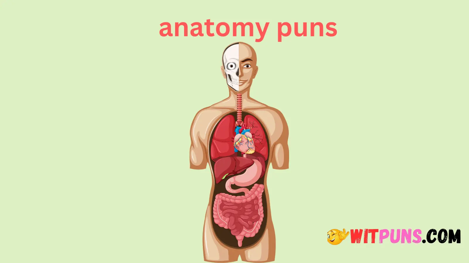 Anatomy Puns