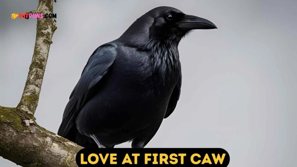 Cute Crow Puns