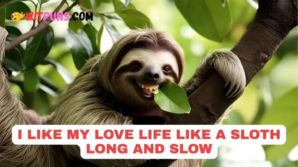 Sloth Jokes Dirty